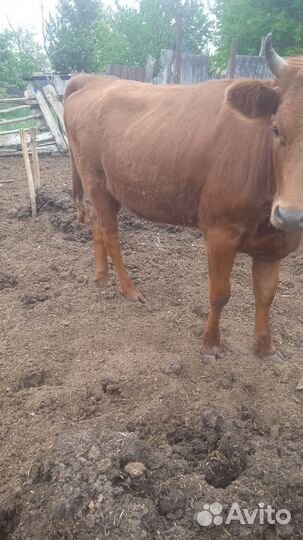 Тёлки на мясо, назавод