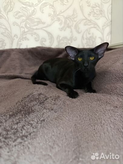 Ориентальная кошка
