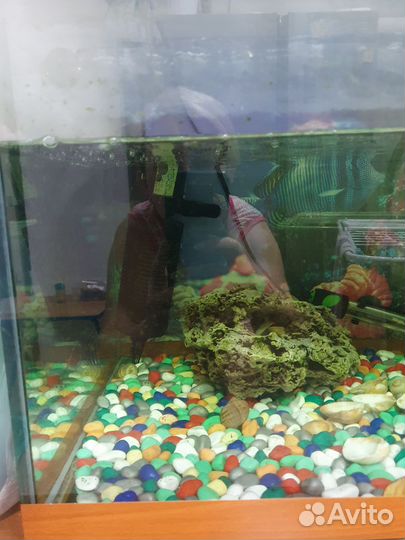 Аквариум