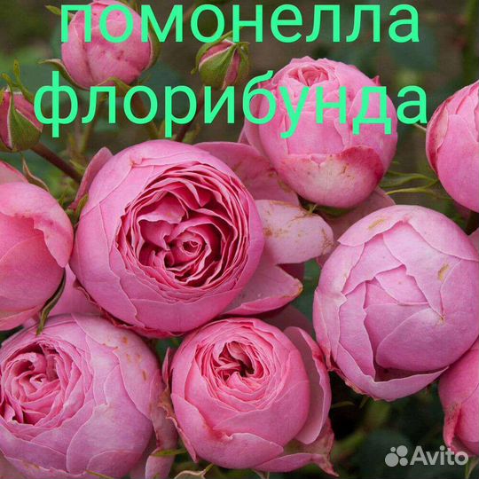 Саженцы роз