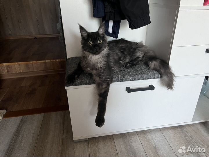 Котята майкун