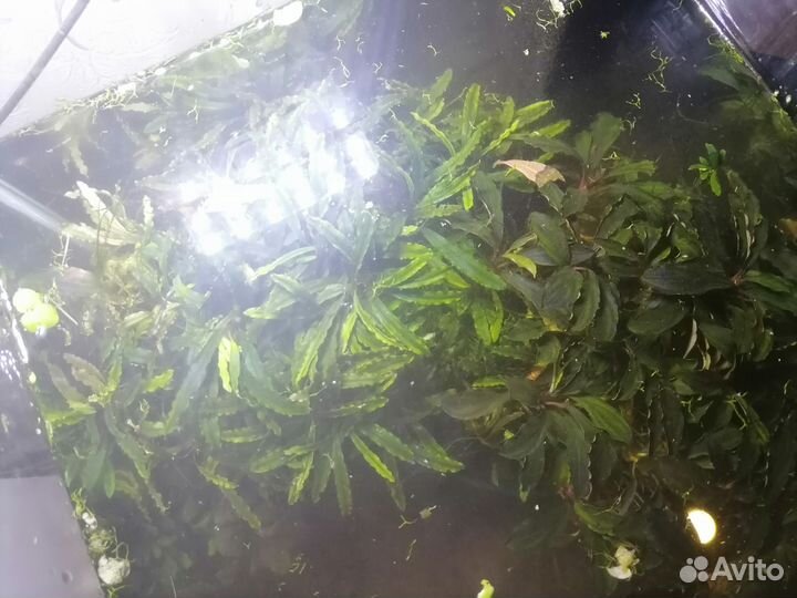 Растения для аквариума