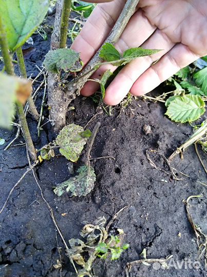 Лещина Орех