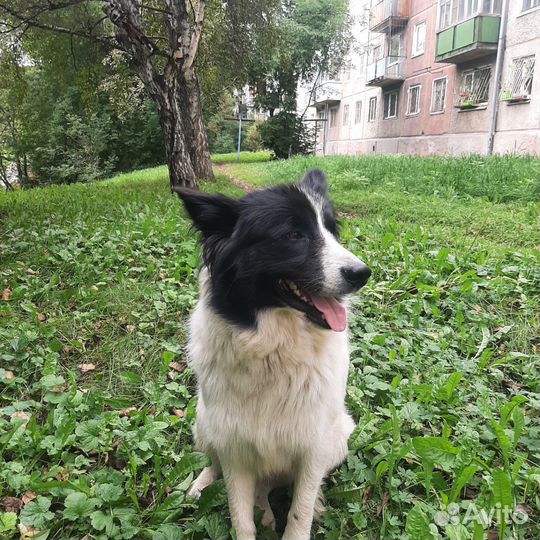 Собака в добрые руки отдам бесплатно