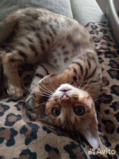 Бенгальский котёнок девочка