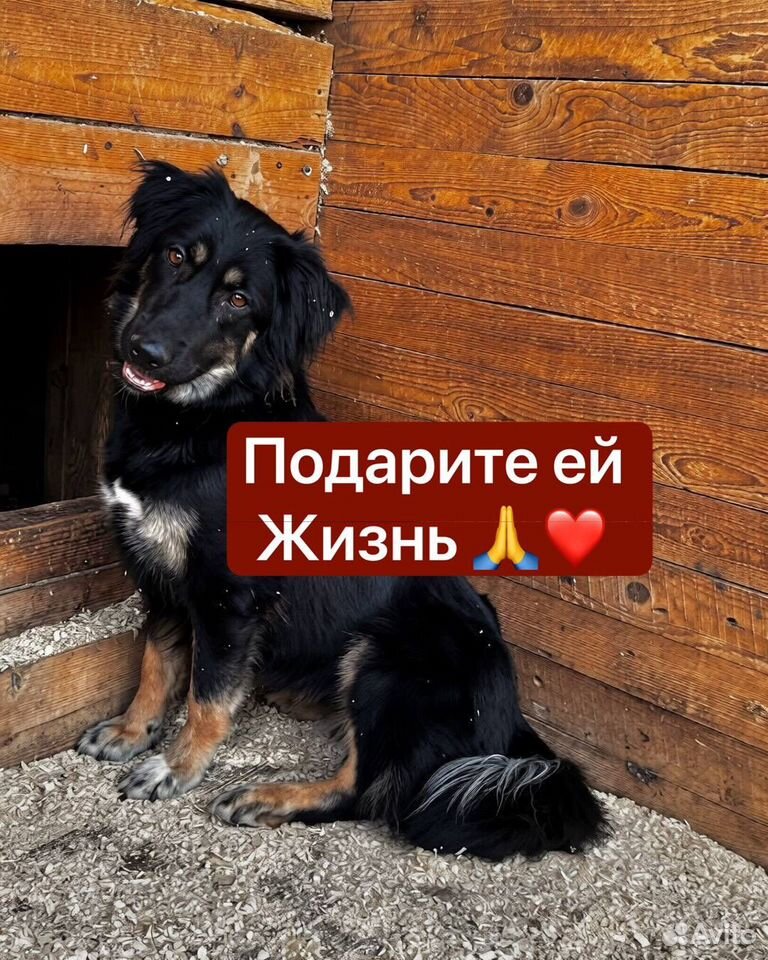 Взрослая собака в добрые руки, Люберцы