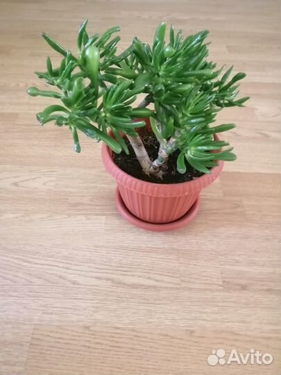 Толстянка денежное дерево крассула разные виды