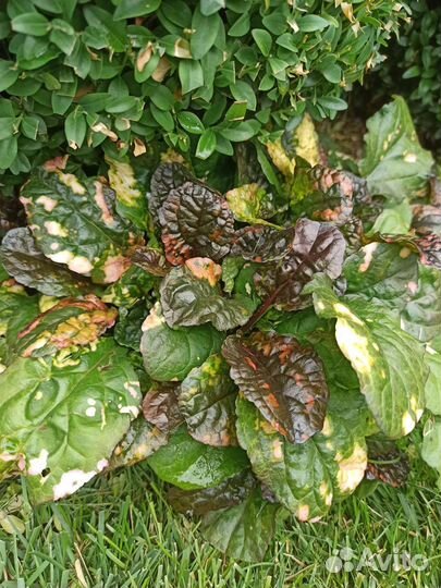 Почвопокровники многолетние, медуница