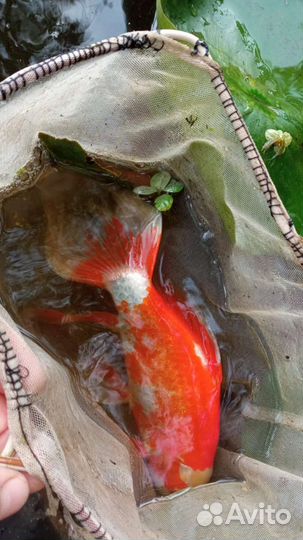 Рыба для аквариума