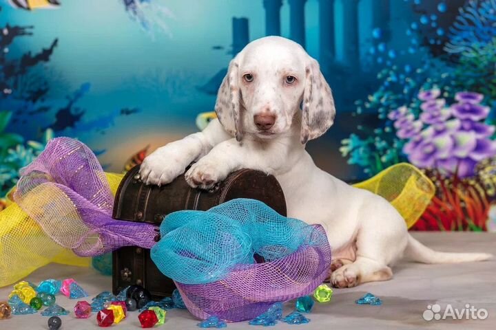 Такса окрас пайболд