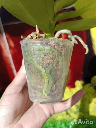 Орхидея фаленопсис биг лип