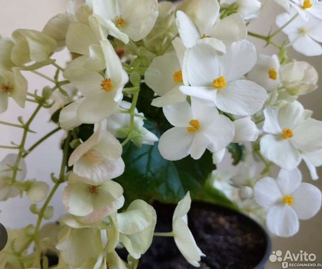 Бегония Глуар де Лоррен