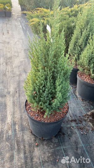 Можжевельник стрикта