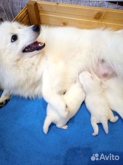 Щенки японского шпица в питомнике