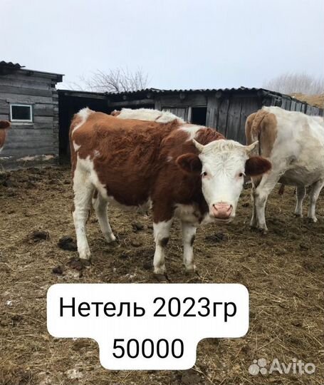 Коровы, нетели