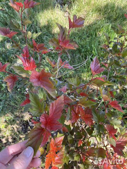 Пузыреплодник Ол Блэк