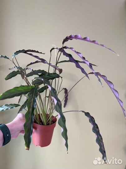 Калатея руфибарба