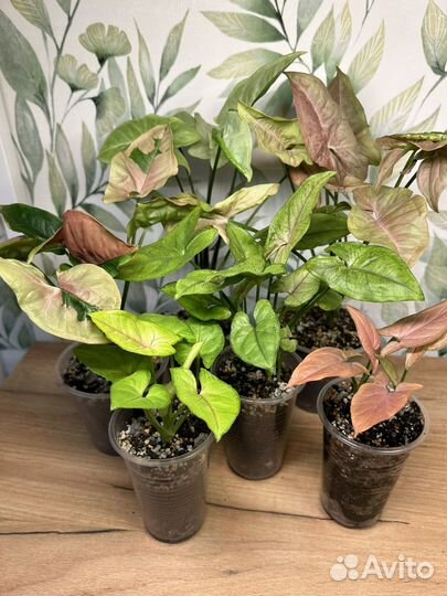 Сингониумы