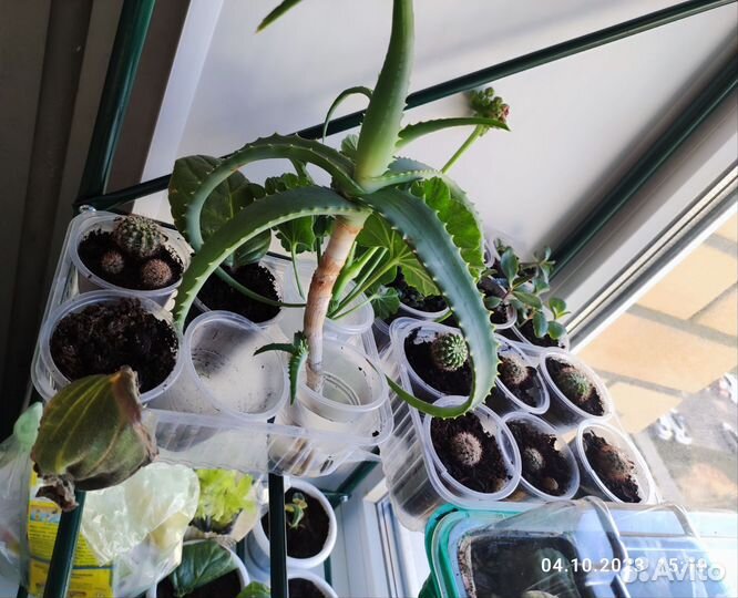 Комнатные растения, каланхое, кактус