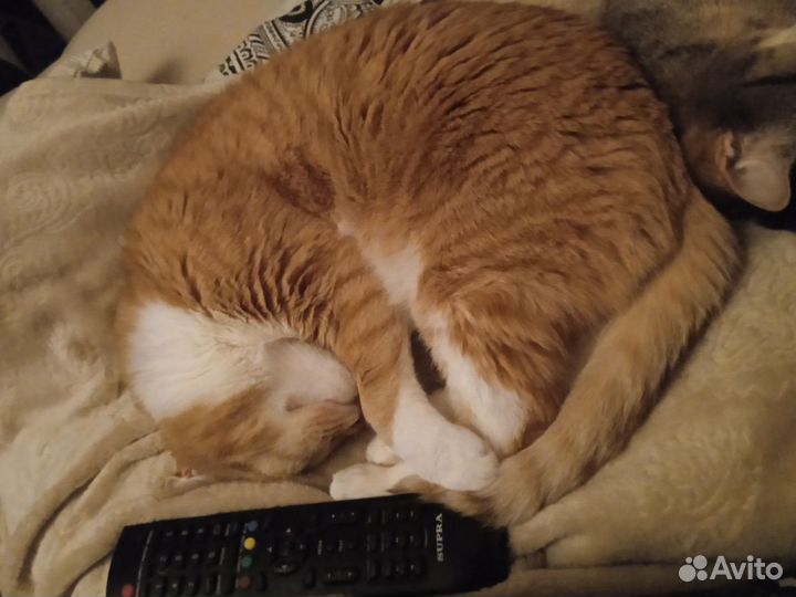 Котосемья ищет новый дом