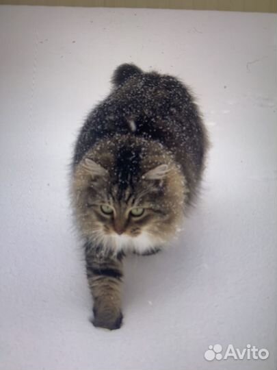Сибирские котята