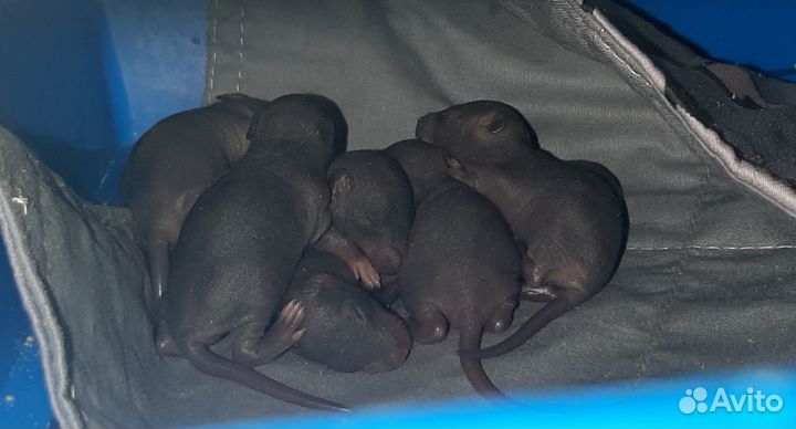 Крыса сфинкс (голая, лысая)