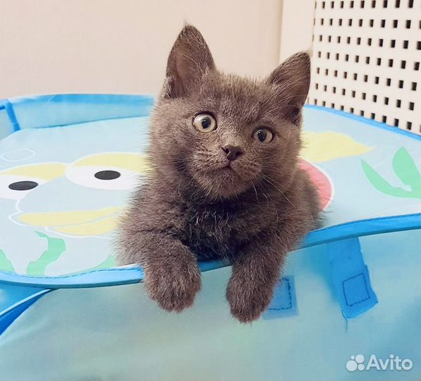 Мальчик Дарси в добрые руки