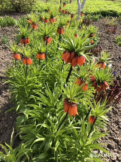 Рябчик императорский