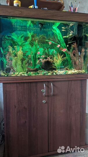 Аквариум 126 л. с рыбами