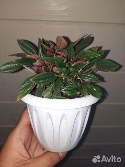 Пеперомия россо