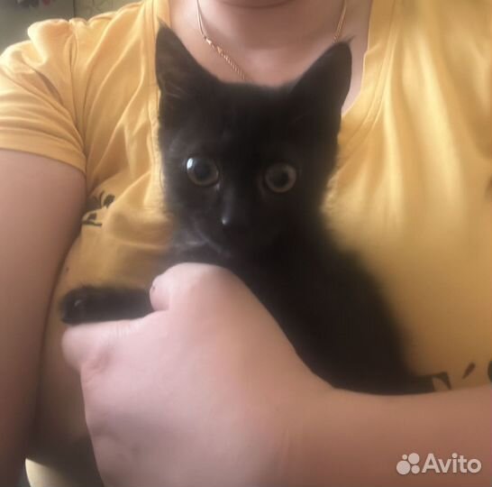 Отдам бесплатно животные
