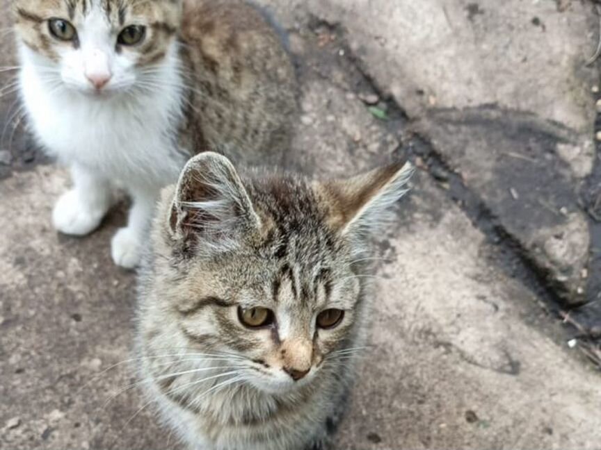 Котята породистые дворянины