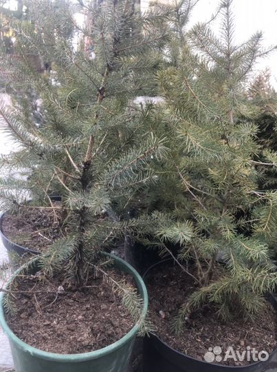 Растения многолетние хвойные