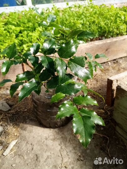 Магония поддуболистная