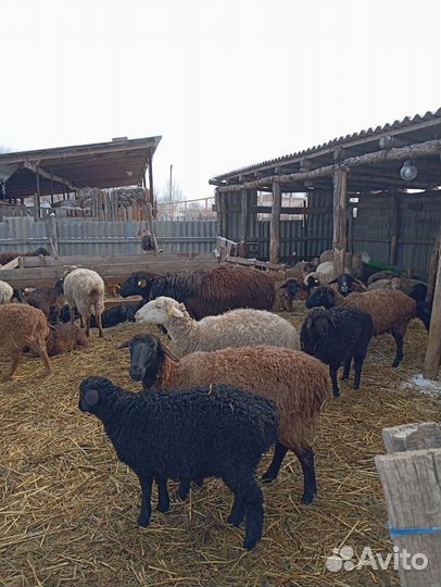 Баран гисар