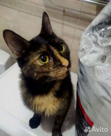 Крутая деваха, стерильна