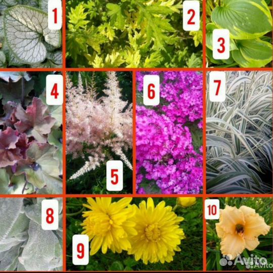 Многолетники для сада набором