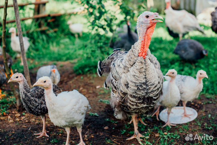 Индюки индюшата