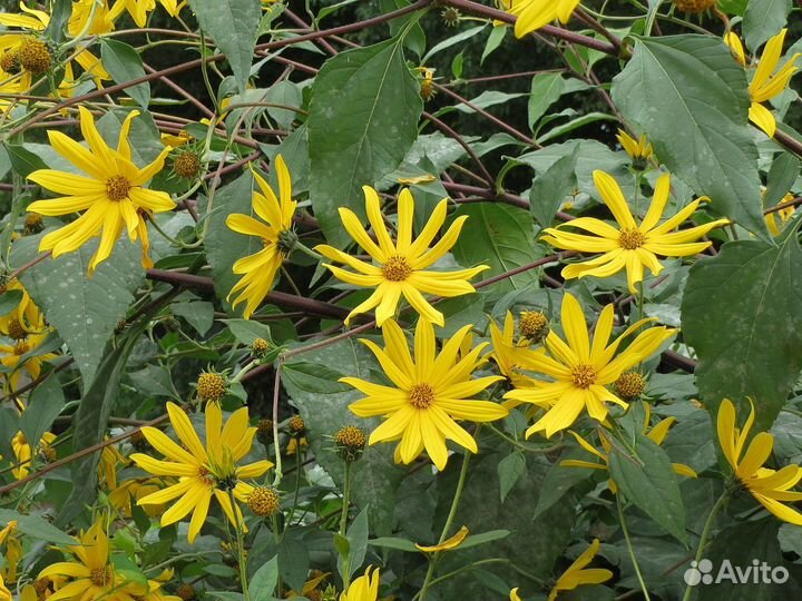 Садовые цветы и растения топинамбур