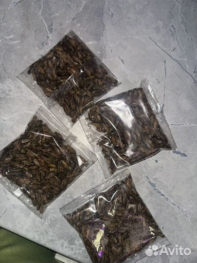 Сверчеки кормовые