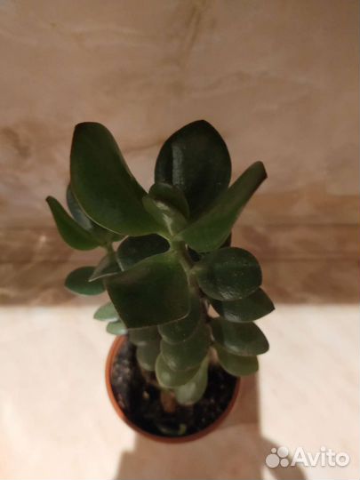 Денежное дерево