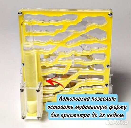 Муравьиная ферма