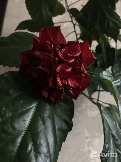 Гибискус винный махровый