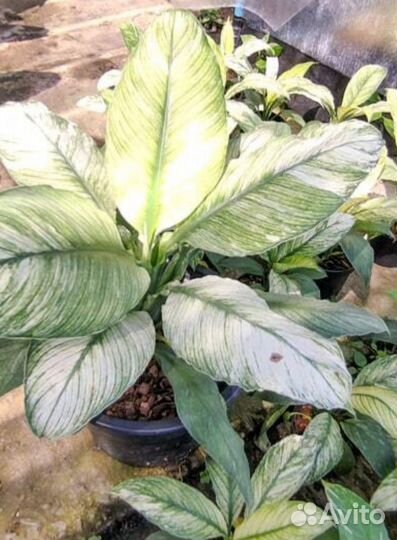 Спатифиллум Канифоль