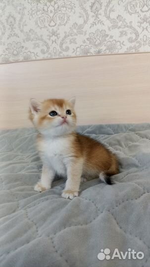 Британские котята золотая шиншилла