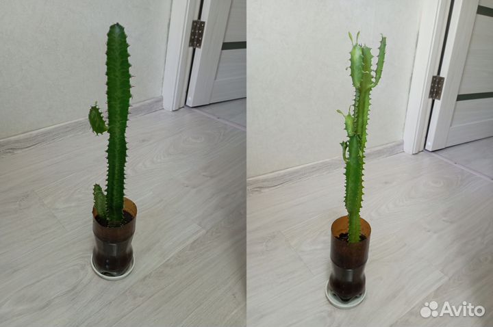 Кактус молочай