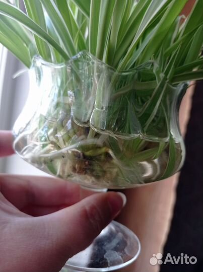 Хлорофитум хохлатый