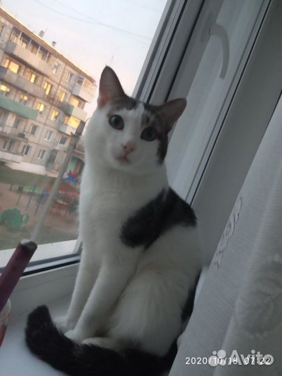 Молодой кот по кличке 
