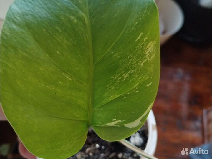 Комнатные цветы манстера