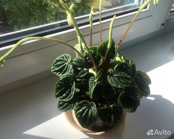 Комнатный цветок Гиппеаструм/ Пеперомия